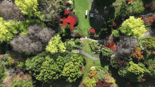 等一片橘子海,漫步同里湿地公园,看水上森林和灿烂花海.