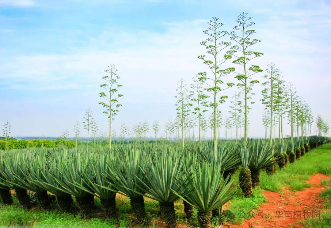 "探秘改变生活的植物"儿童一日营课程回顾
