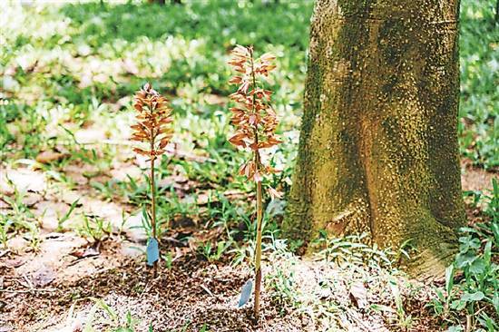 稀有"无叶美冠兰"现身深圳南山荔香公园_植物_兰花_进行了