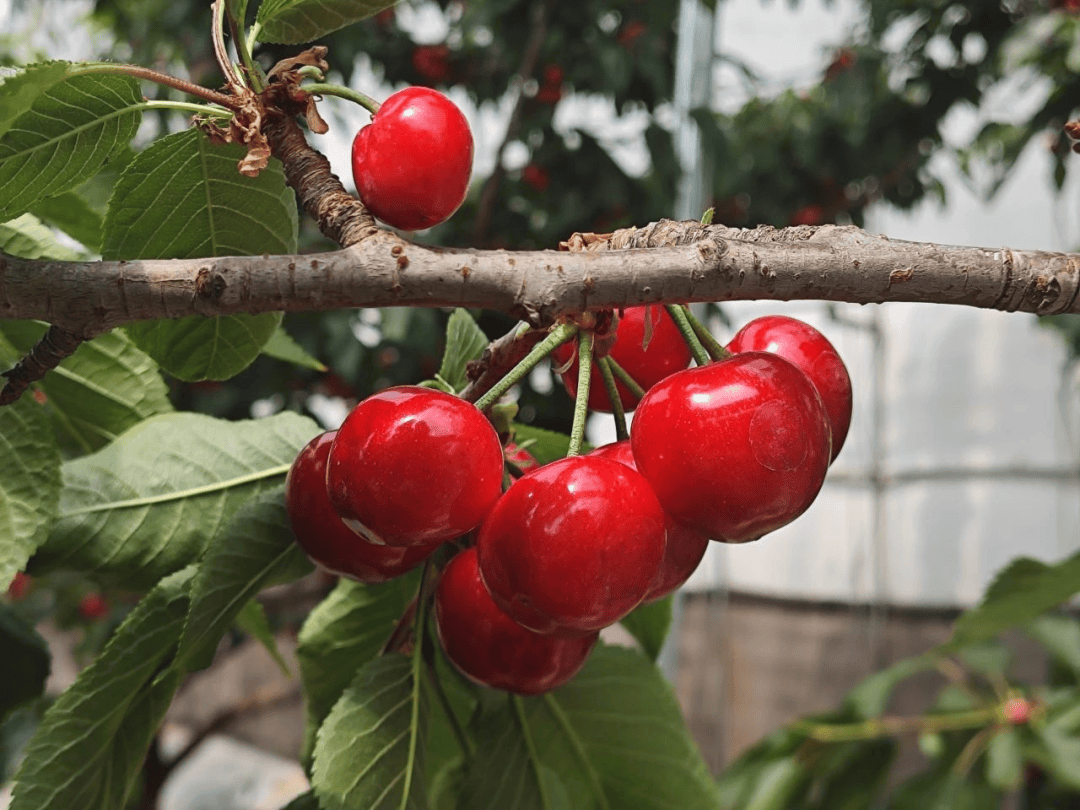 真甜!青岛樱桃采摘指南来啦