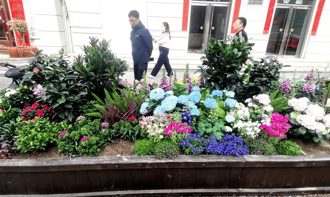 【创城】种花植绿添新景 美化环境展新颜_生活_街道_花坛