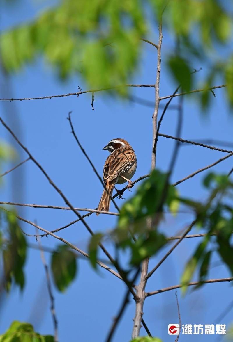 特别可爱正面看起来脸上像个"囧"字它们的三道眉毛由上向下横斜着据
