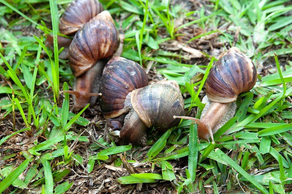 别吃!有人摸后持续发烧_蜗牛_广东_广州