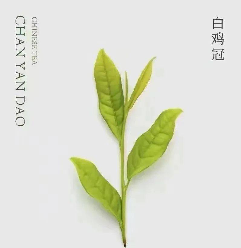 神奇的道茶:武夷岩茶—白鸡冠