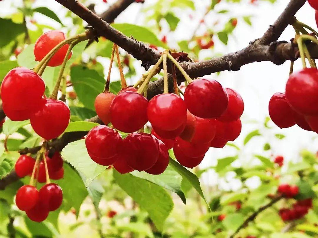 红玛瑙般的大红樱桃已经挂满枝头,美早,红灯,布鲁克斯,黄蜜等品种琳琅