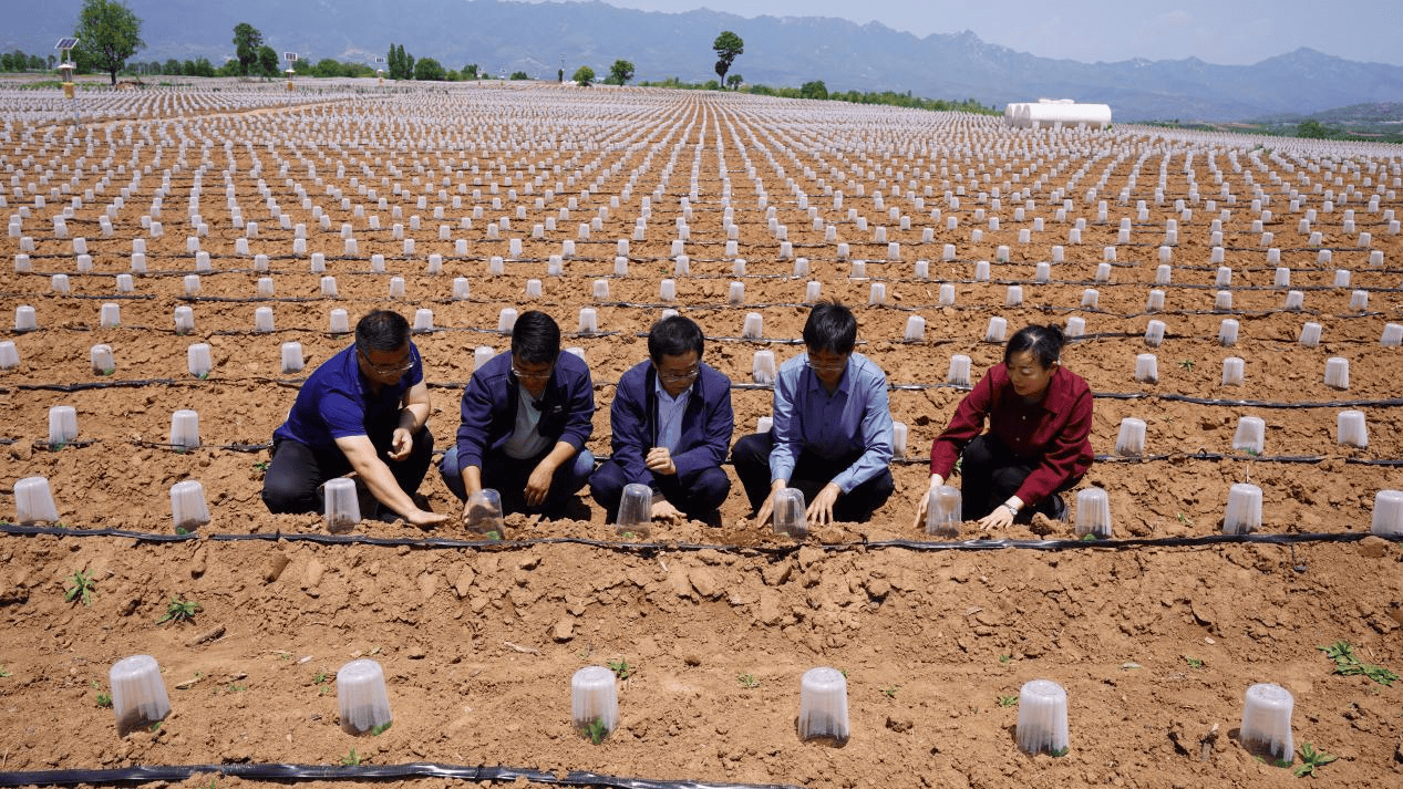 推广新技术 灵宝7万余亩烟叶移栽圆满完成