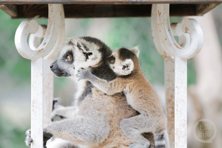 温情母亲节:动物母子亲密暖人心