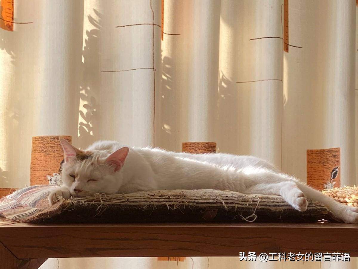 享受午后阳光慵懒的猫图片