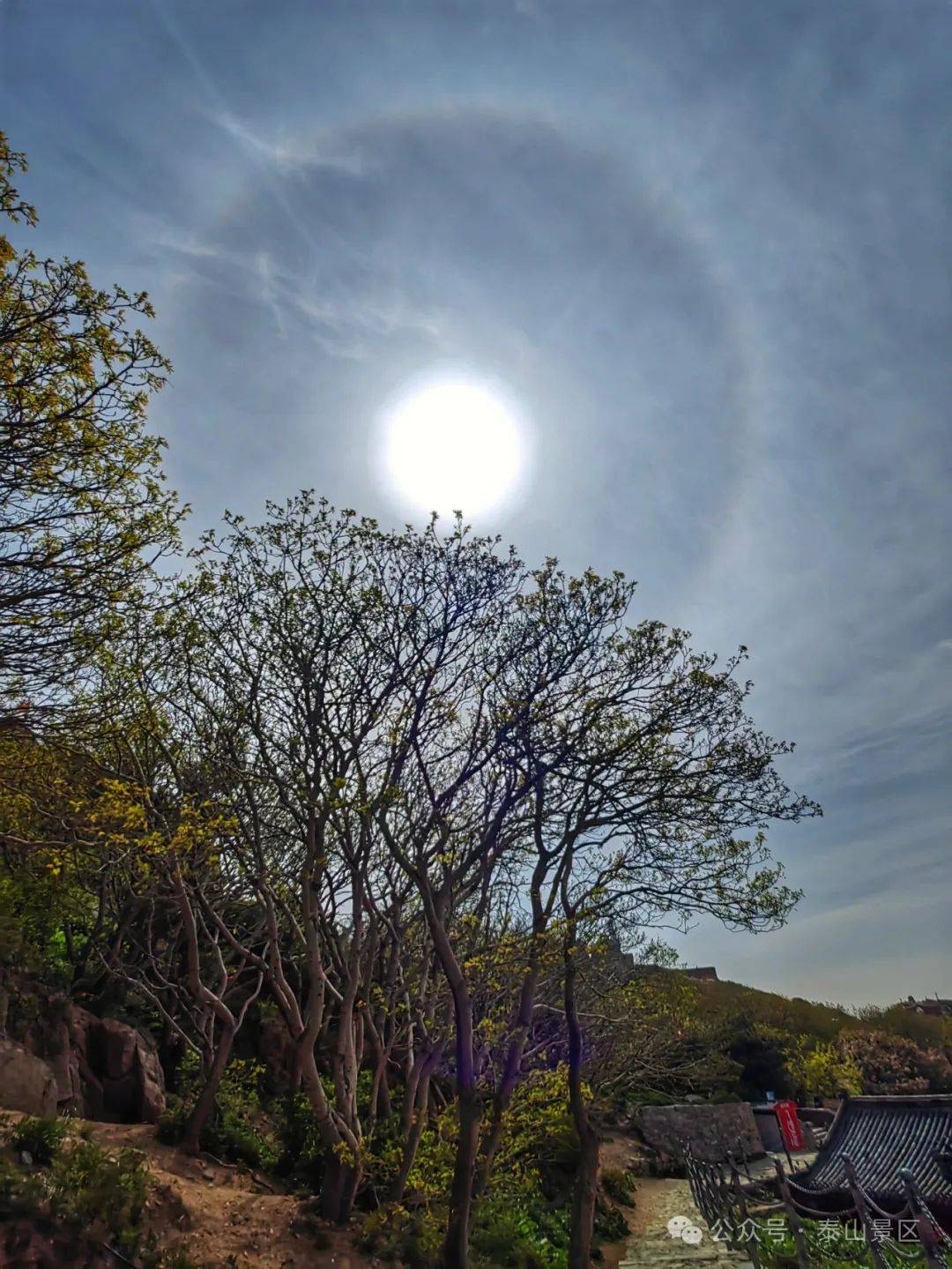 组图|今晨,泰山之巅现冰晕奇观