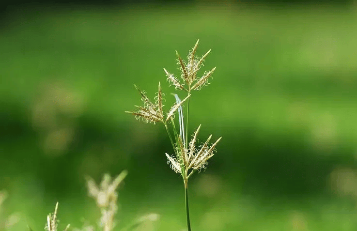 小草图片发芽唯美图片