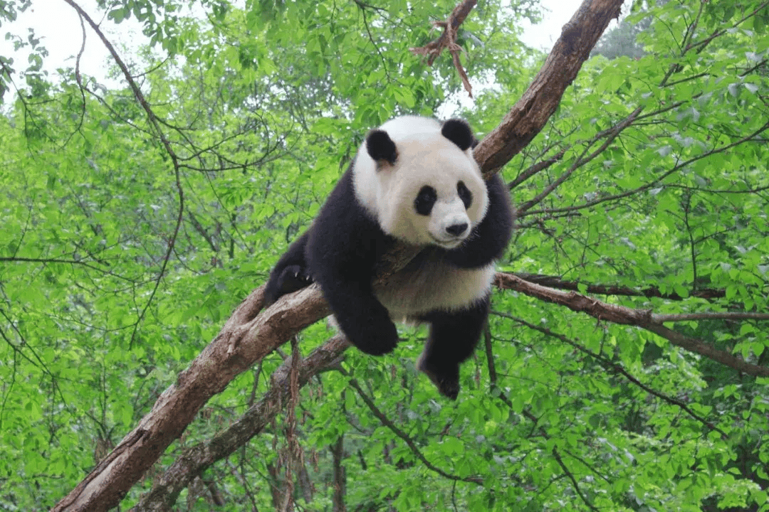 大熊猫全身照图片图片