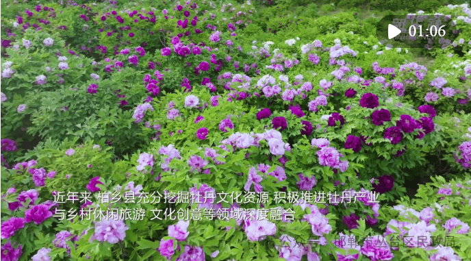 近日,河北省邢台市柏乡县汉牡丹园内的牡丹花迎来盛花期,各色牡丹争奇