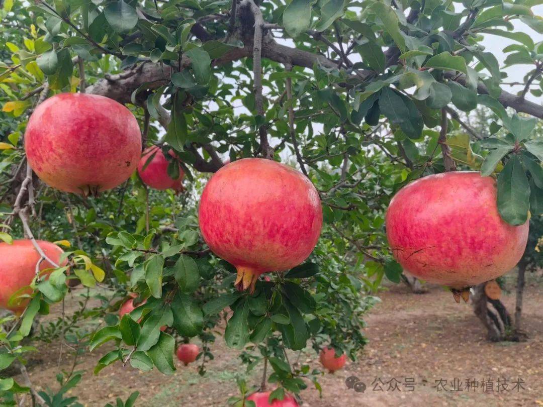 石榴园初夏如何管理?