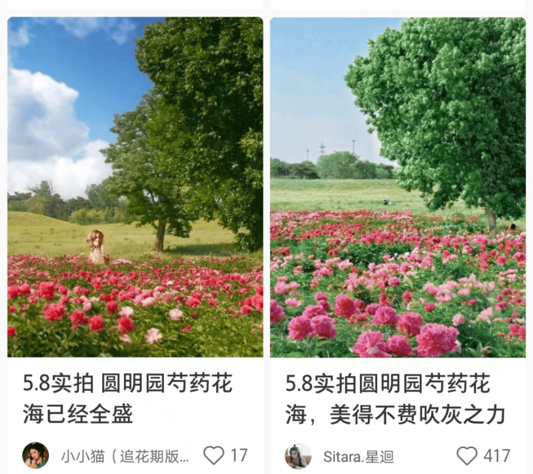 北京"五月花神"花开成海,浪漫如画!快来get你的专属花海大片!