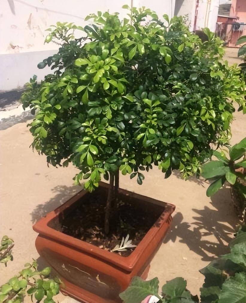 养米兰花,记住"3个"技巧,开花不断,花繁叶茂,长叶又开花