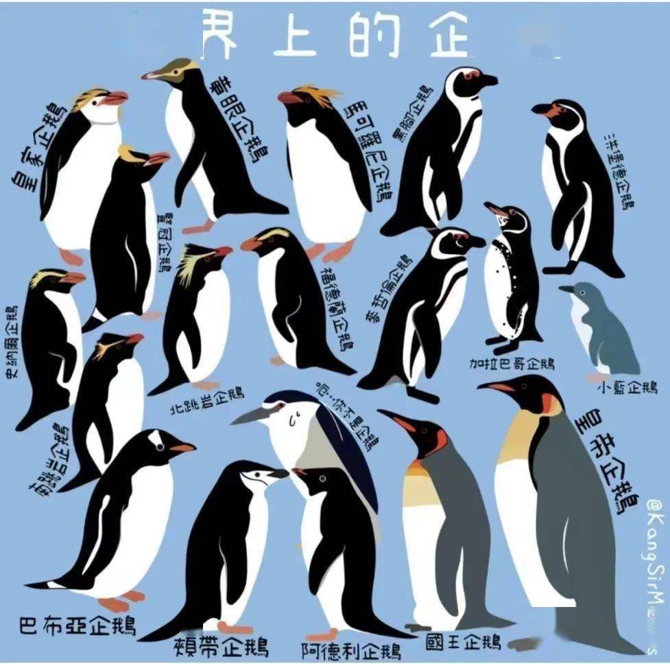 图片素材: 性质, 黑与白, 海鸟, 野生动物, 装饰, 喙, 北极, 多彩, 动物群, 海雀, 图, 特写, 乐趣, 脊椎动物, 滑稽, 橡胶,  儿童玩具, 宏观摄影, 不会飞的鸟, 收藏家的项目, 岩石企鹅, charadriiformes 6000x4000 - - 540378 -  素材中国, 高清壁纸-, image size:977x967