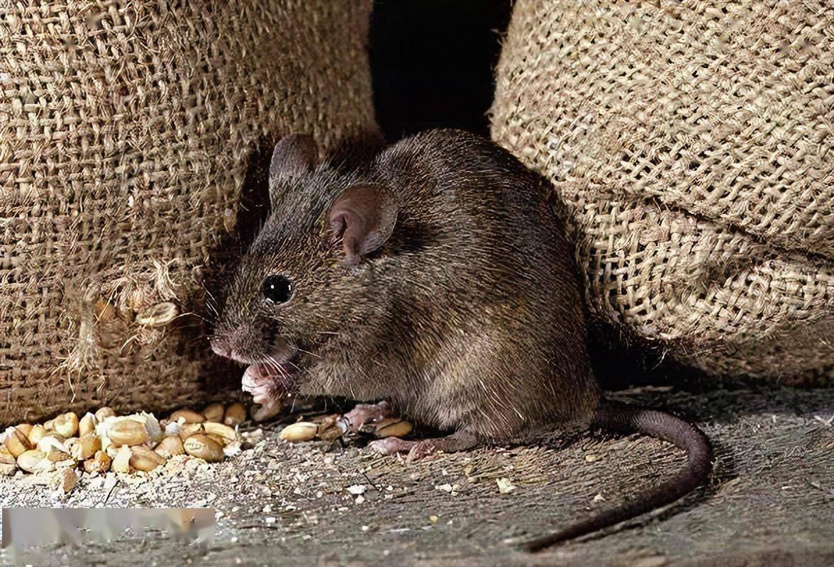 恶心!日本知名面包产品混入老鼠残骸,危害有多大?官方承认了