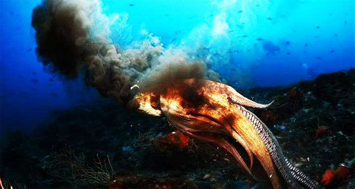 晚潮|乌贼乌贼_表弟_乐清_身体