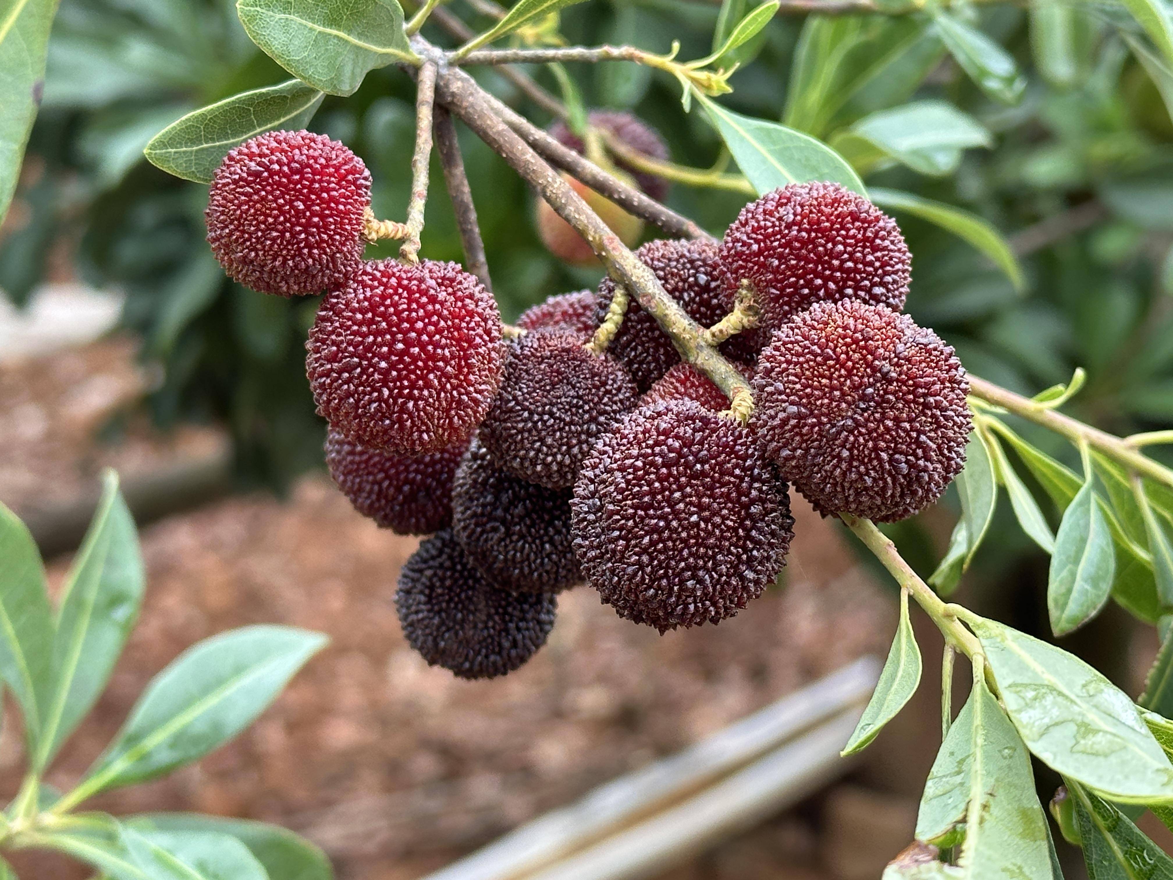 杨梅品鉴,竞吃杨梅,杨梅诗会…富民罗免杨梅推广季活动多多