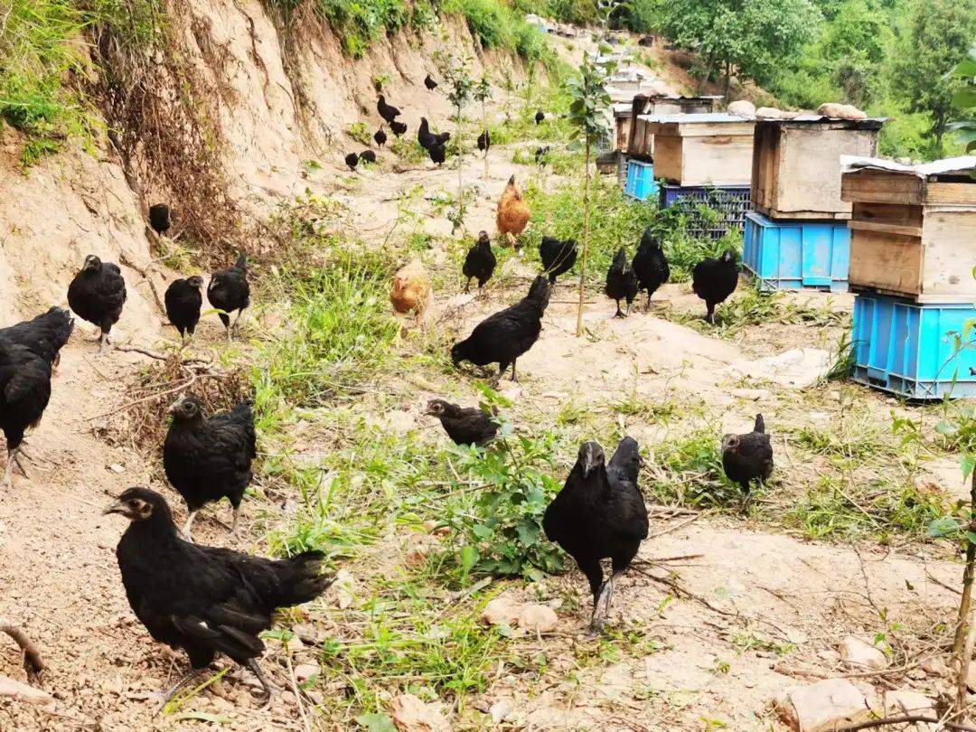 西坡镇:林下"金凤凰"串起"生态链"_养殖_产业化_发展