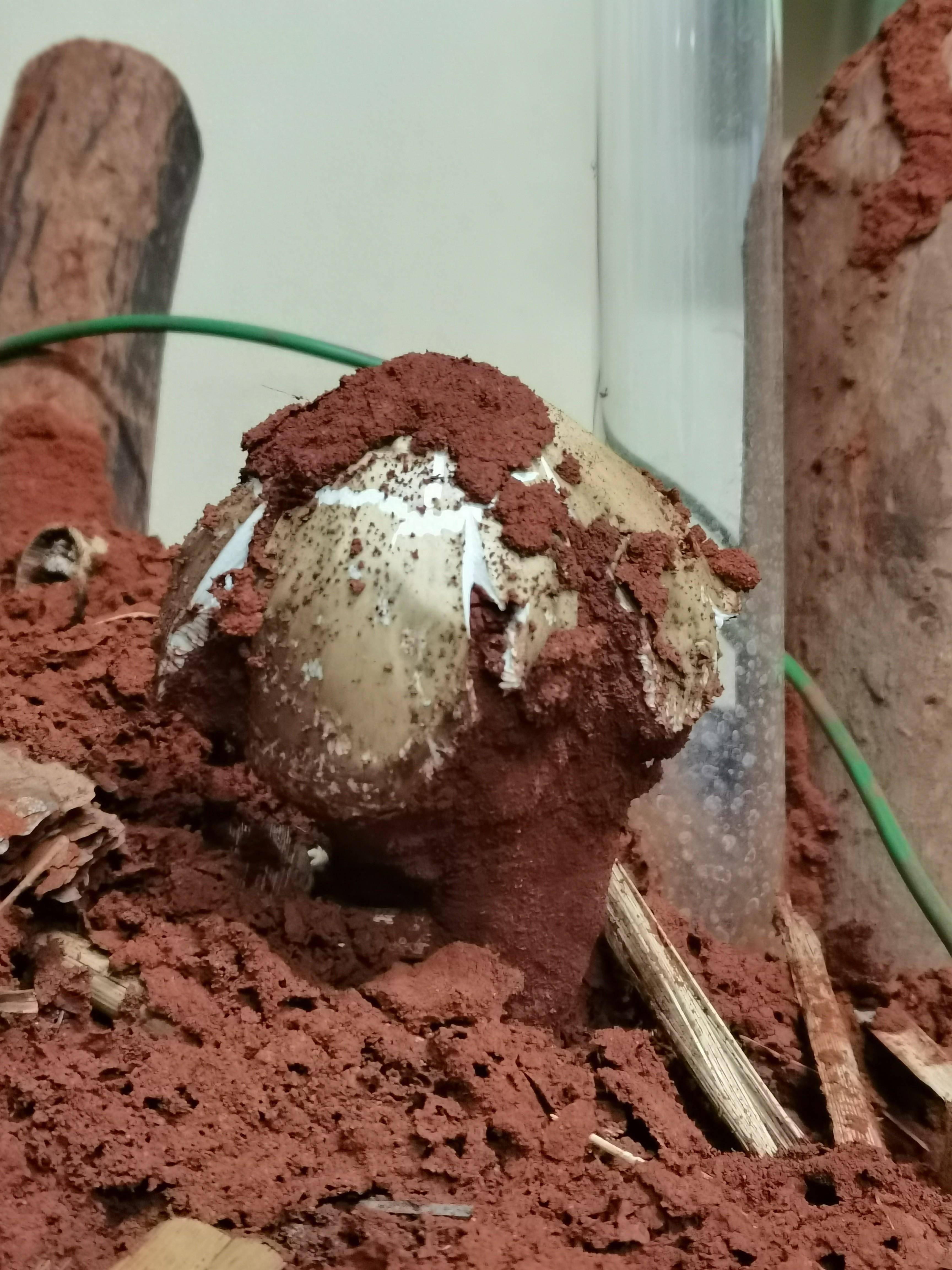 重大突破!昆明一实验室培育的人工白蚁巢出了第一朵鸡枞