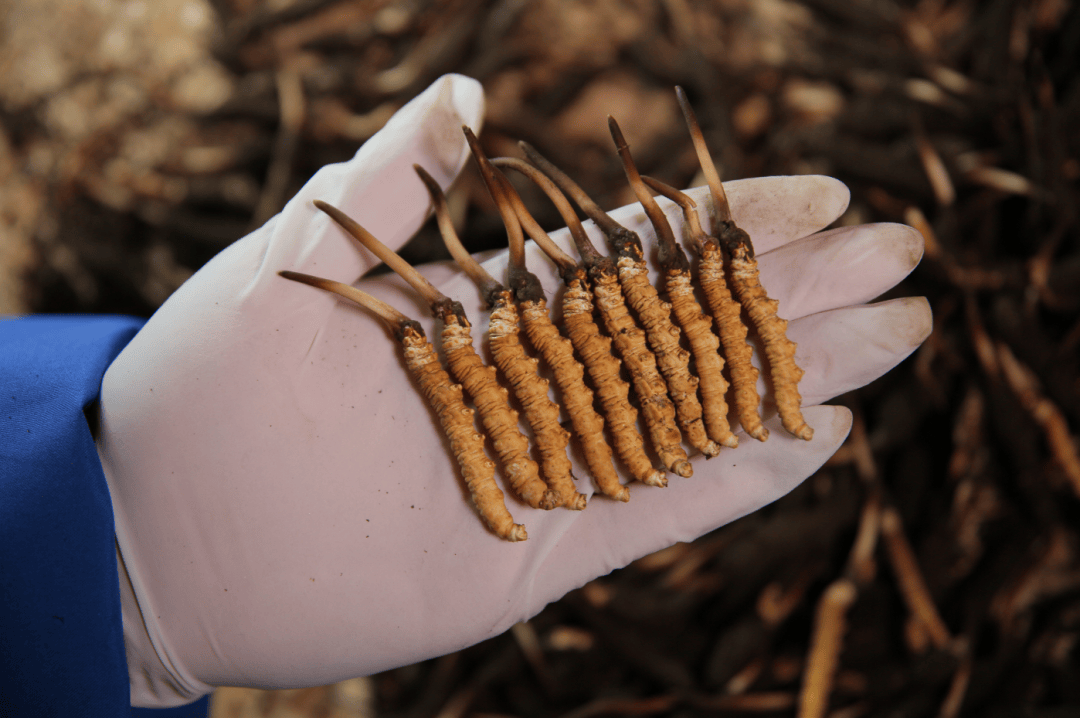 "天价虫草"内幕曝光,事关家人健康,你一定要看看