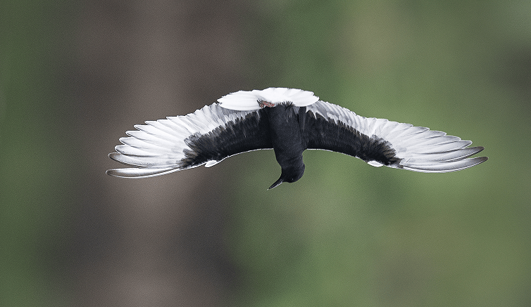 遇见丽水,预见"处处闻啼鸟"