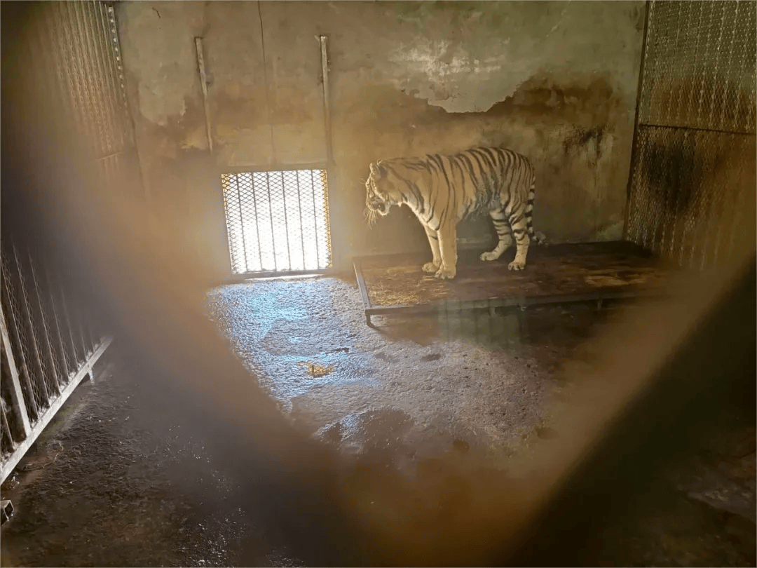 阜阳野生动物园20只东北虎死亡，专家再吁出台动物福利法