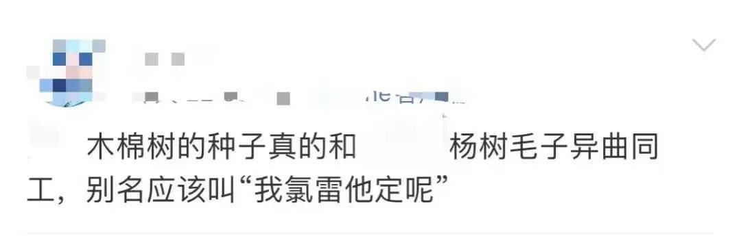 棉湖街坊,又到木棉飞絮时节,请收好这份指南
