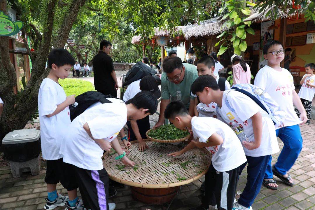以来,五里路茶韵共享农庄以茶叶基地为核心,不断拓展文化研学旅游业务