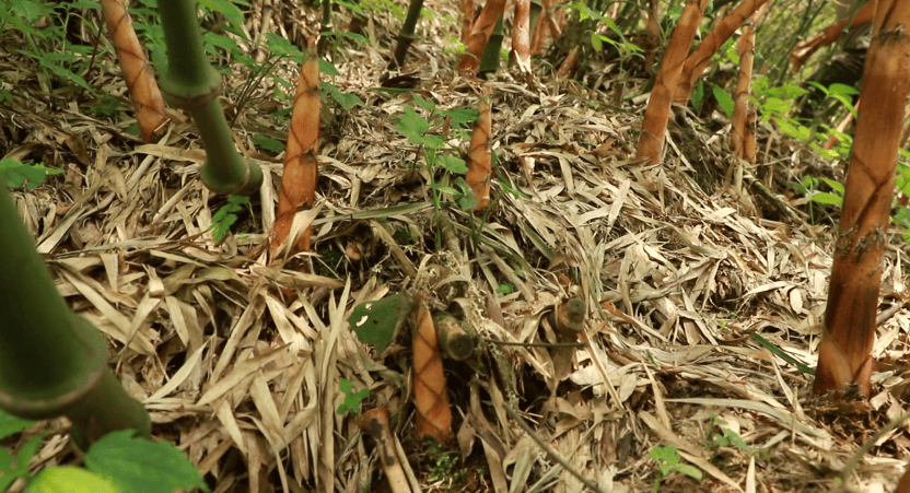 易龙乾:刻苦钻研竹材加工 把"筇山"变成"宝盆"_大关县_养殖_种植