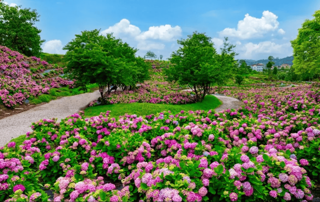 龙川四都花海图片