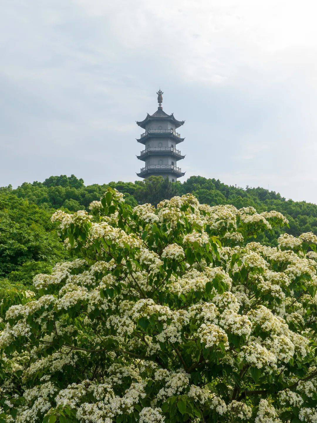 在灵溪遇见白色浪漫!