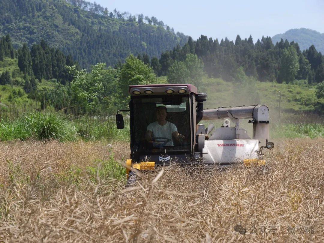 农机助力油菜收割_普觉镇_机械化_种植