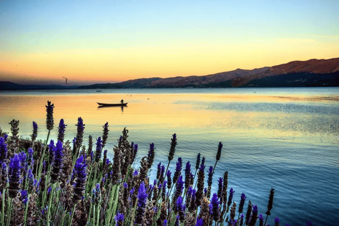 春日的抚仙湖畔,各色各样的花朵竞相开放.