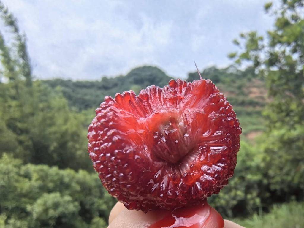 Shixing Shaoguan: Sweet and sour delicious waxberries are on the market