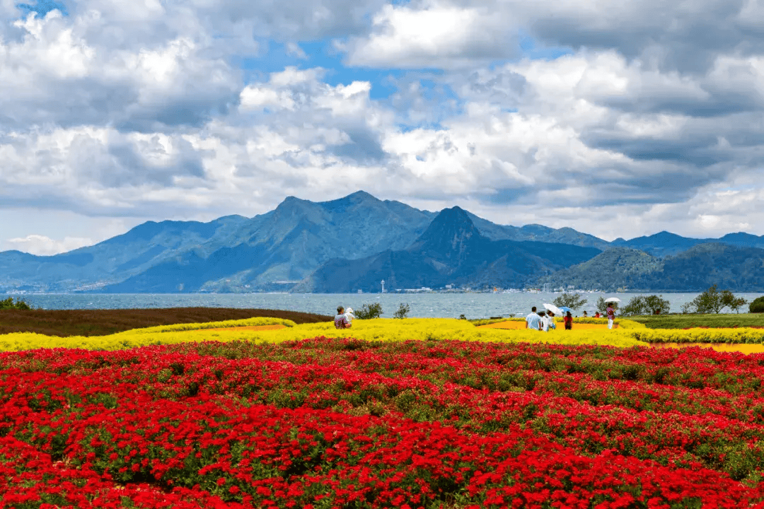 五颜六色的鲜花有序排列,勾勒出大片几何形状的花海,与抚仙湖无缝拼接