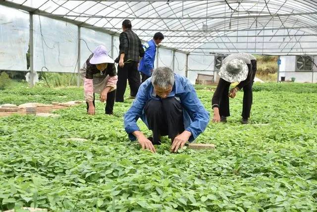 "水城区海拔较高,为山桐子种植适生区,优生区,属水城区乡土树种,全区