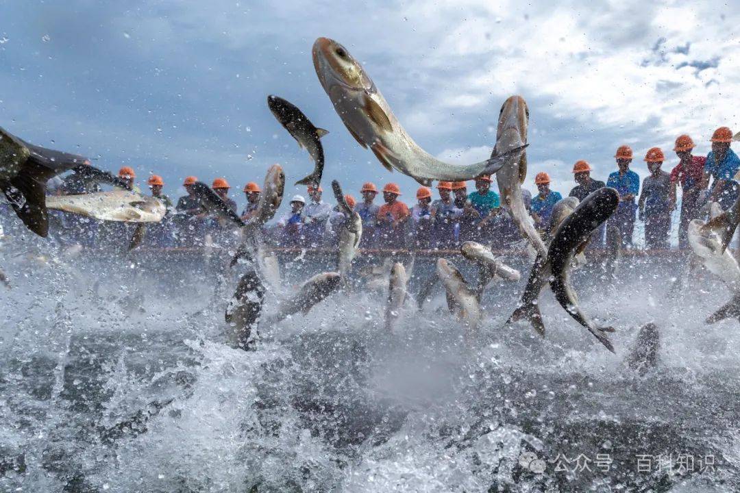 千岛湖鱼宣传图片图片