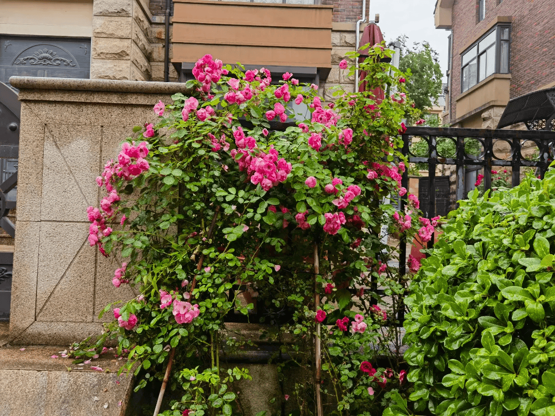 仪征这些小区突然就火了._花海_花园_市民