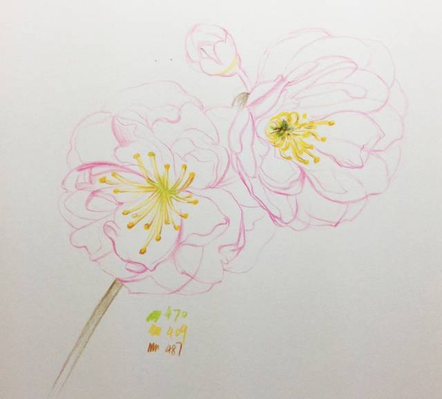 教程 | 十五分钟学会画彩铅樱花