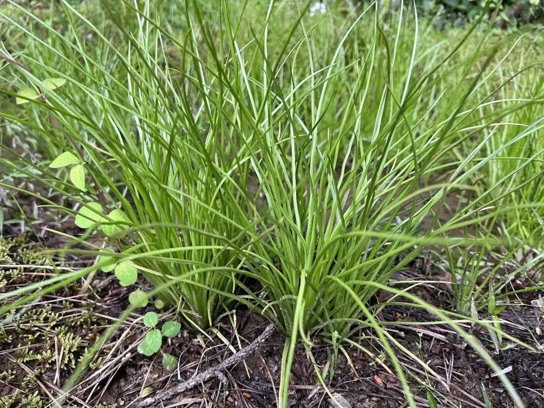 水韭_长乐_植物