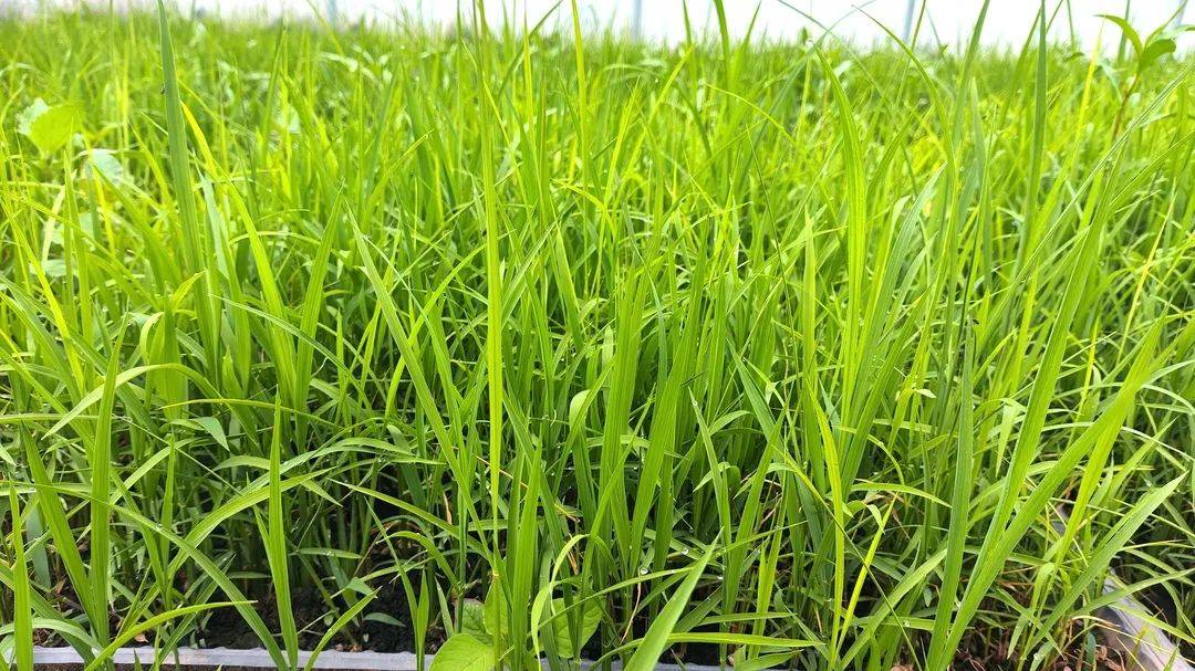 龙粳21水稻品种介绍图片