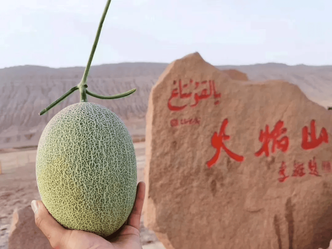 产地食材 ▎一藤一瓜,新疆吐鲁番哈密瓜,脆甜爽口,皮薄多汁