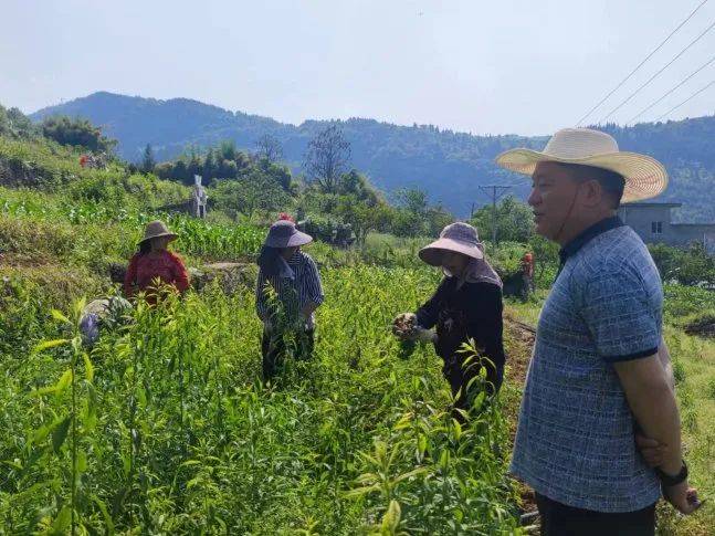 龙溪镇村一周在干啥(5月6日—5月12日)