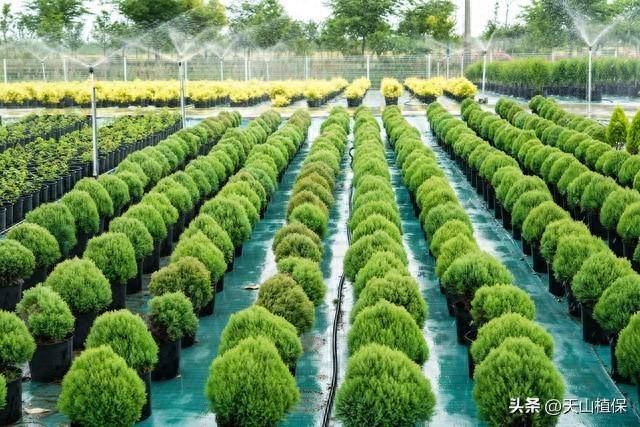 苗木栽植方法三埋_进行_根系_土壤