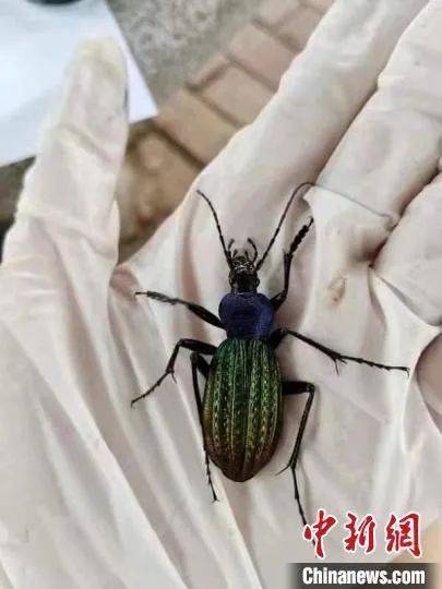 黄山区发现中国特有物种硕步甲