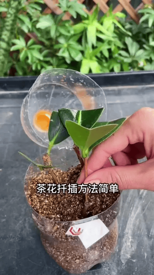 盆栽茶花的扦插育苗方法