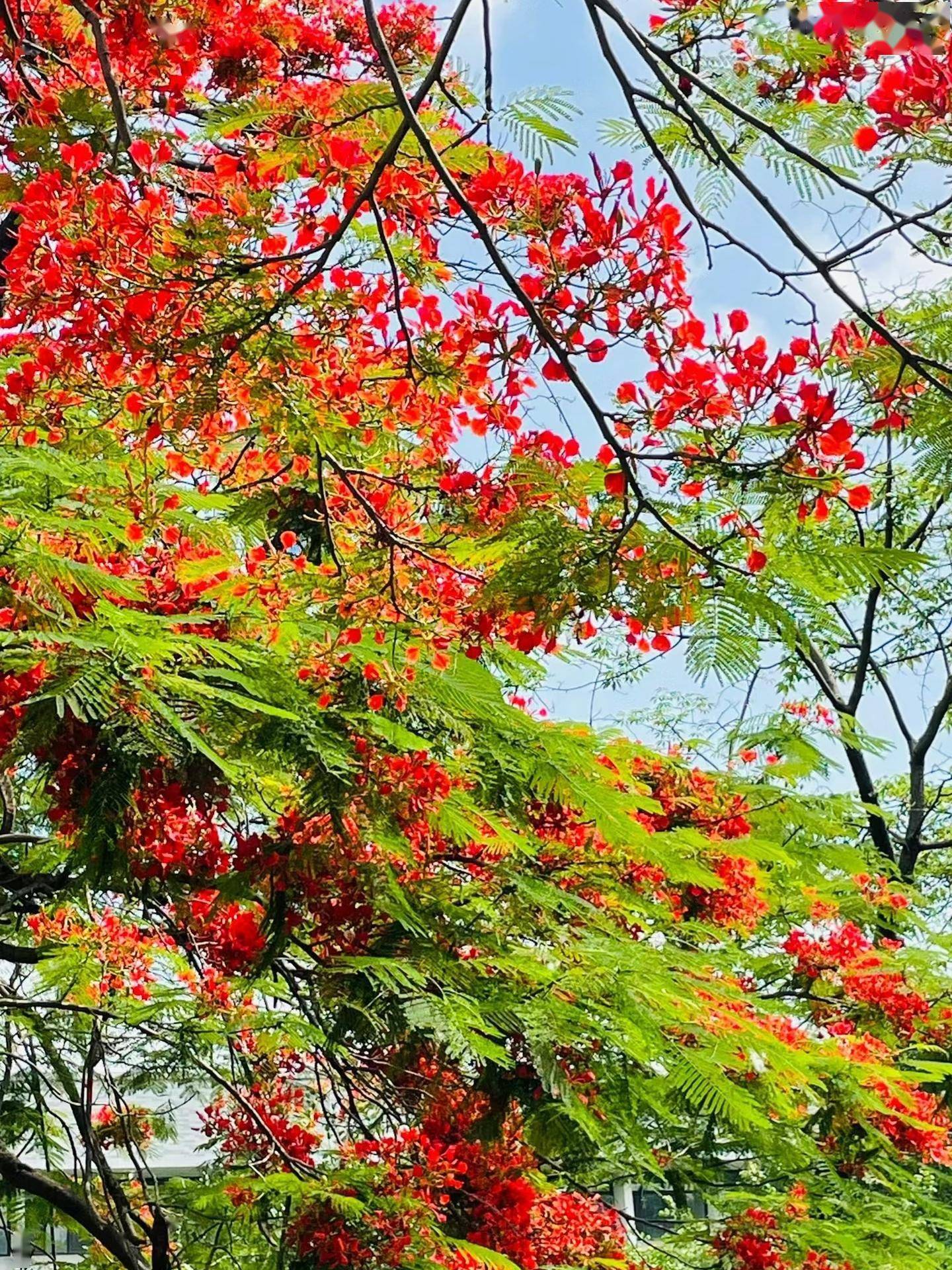 广州一棵树因"开花太艳丽"走红,网友:美得像假的,不真实