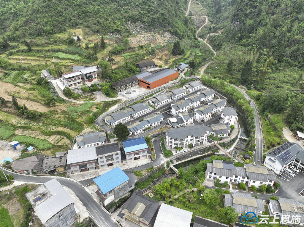 宣恩:深山茶叶成"金叶"_官庄村_村民_公司